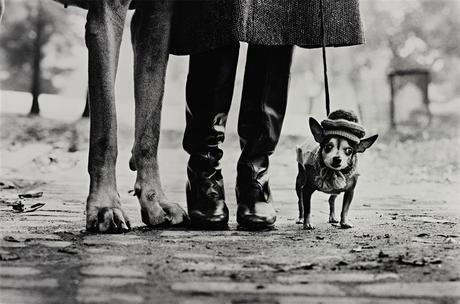 Who Let The Doggies Out