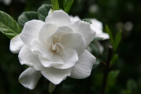 FlowerPower