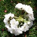 blossomorsnow blossomorsnow