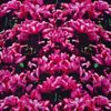 Mary Katrantzou Tulip V Neck Top in Pink (yellow) - Lyst