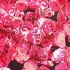 Asos Collection Asos Mini Bell Skirt in Pink Floral Print in Pink - Lyst