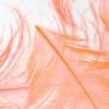 Charlotte Olympia Pandora Feather Perspex Box Clutch in Orange (coral) - Lyst