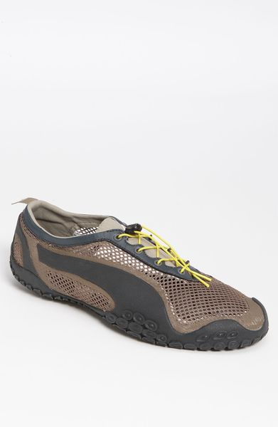fossil puma