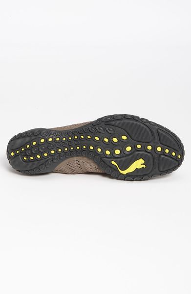 fossil puma