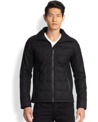 canada goose branta canada goose branta