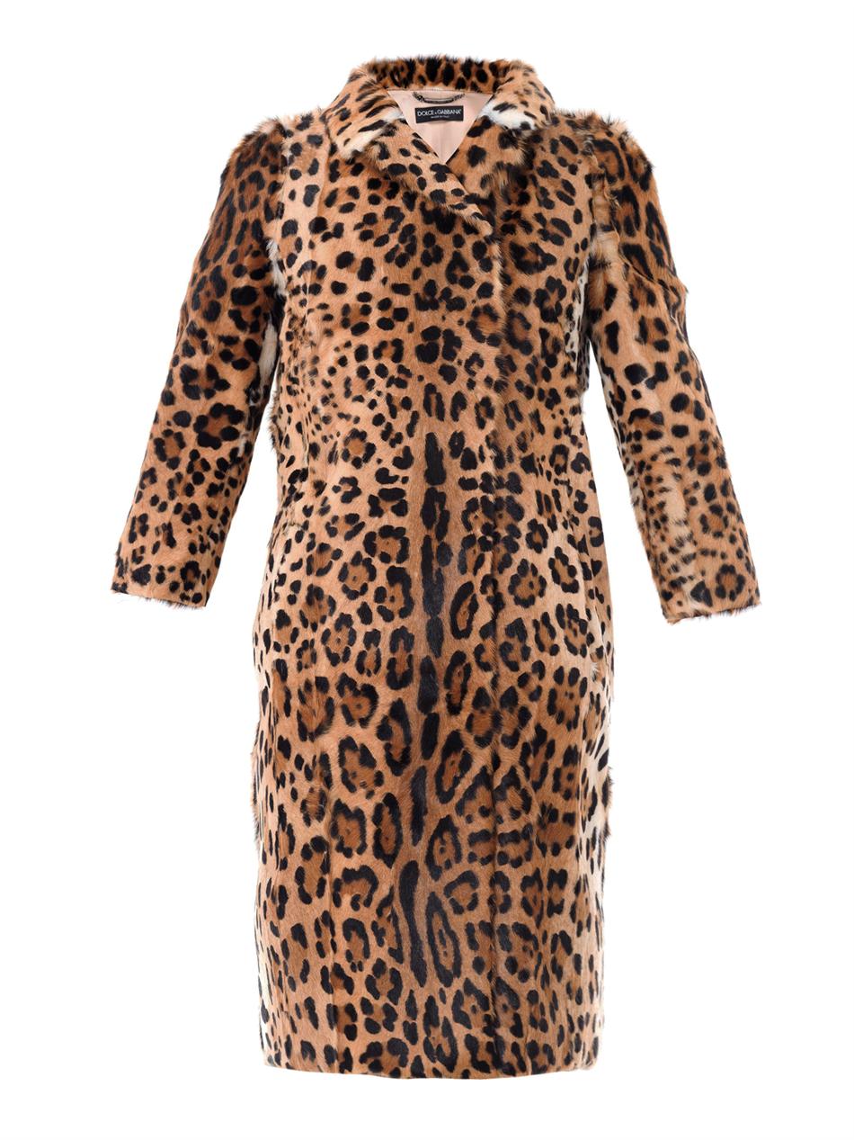 Lyst - Dolce & Gabbana Leopardprint Pony Skin Coat