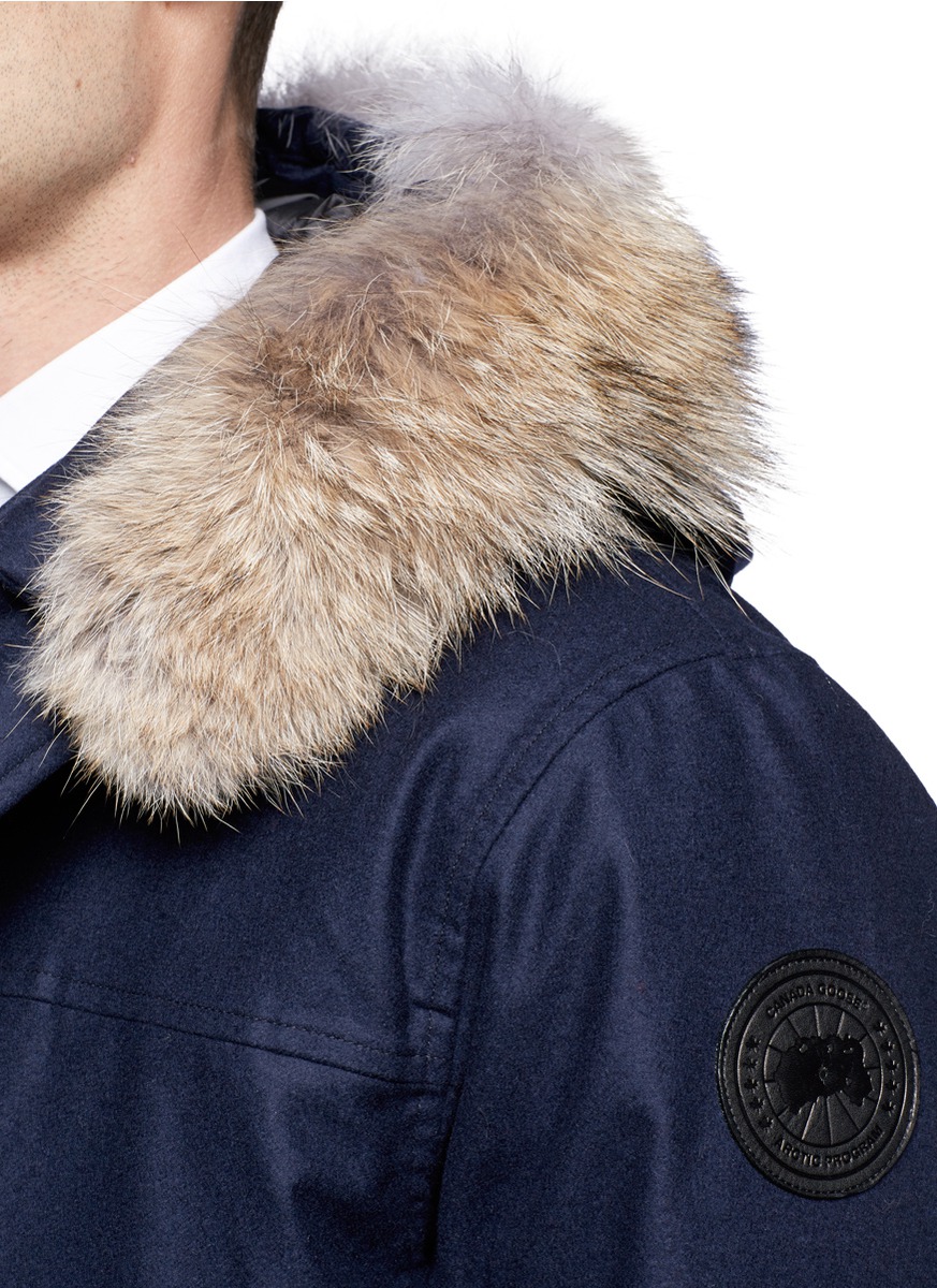 canada goose branta loro piana canada goose branta loro piana